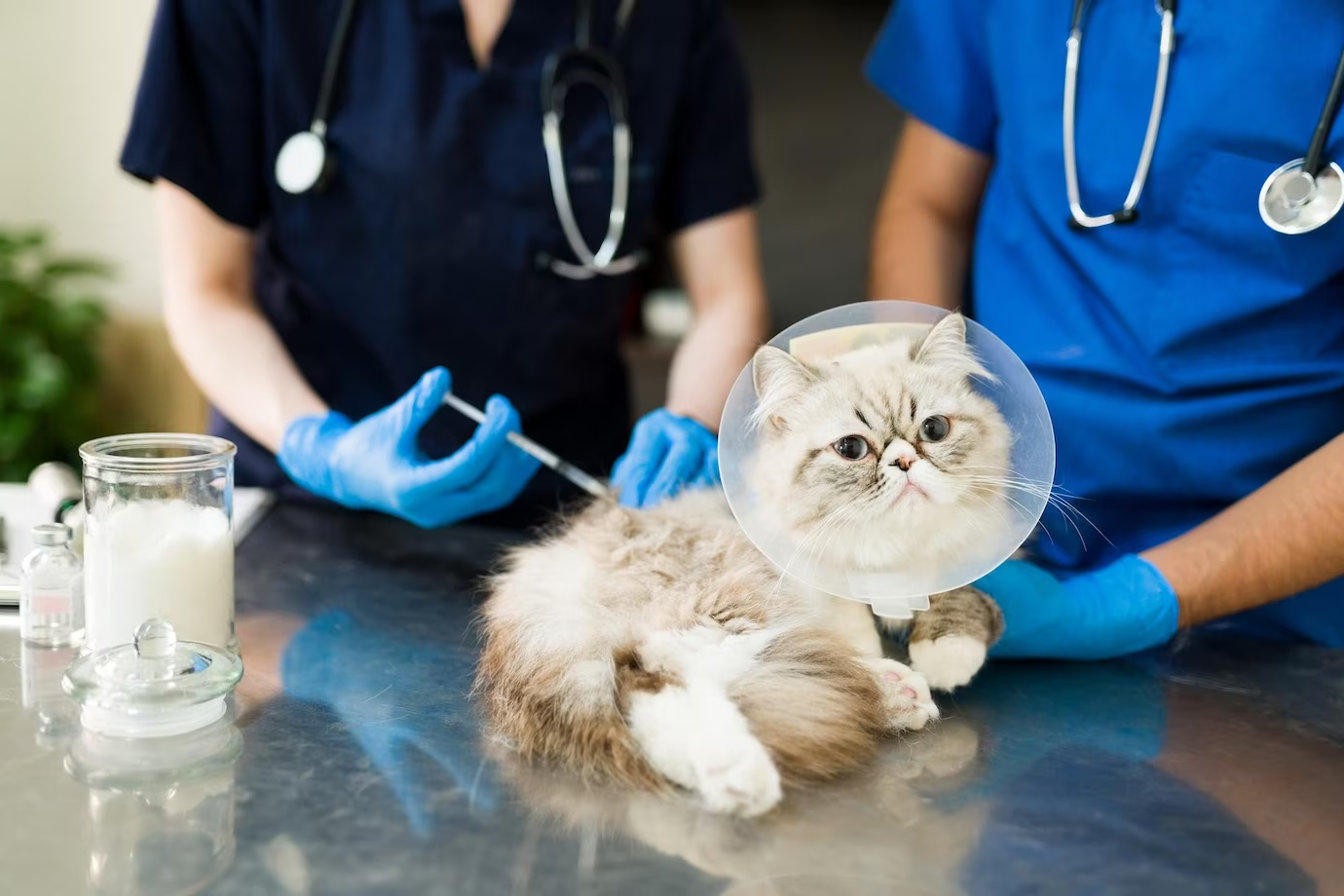 寵物打針，寵物疫苗，寵物預防針83014