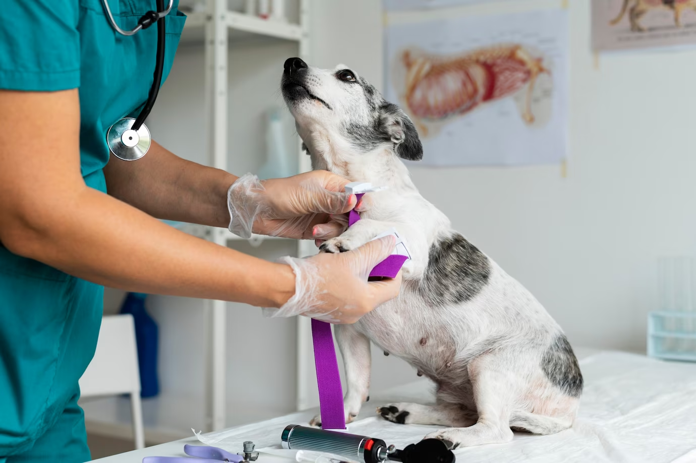 寵物打針，寵物疫苗，寵物預防針8303