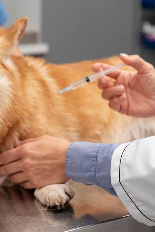 寵物打針，寵物疫苗，寵物預防針8301