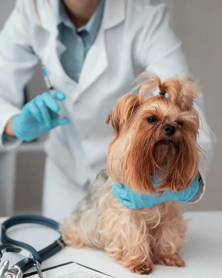 【 哈比動物醫療中心 】專家解析寵物醫療的重要性與現代動物醫