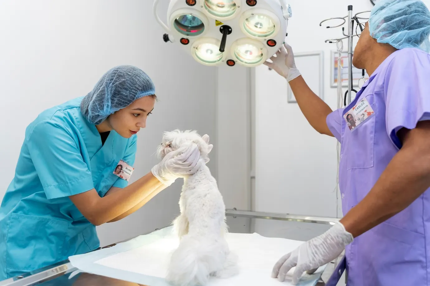 寵物手術，動物手術，寵物手術費用09042