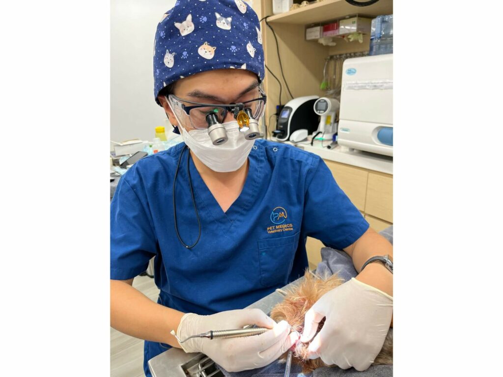 動物牙醫, 寵物牙醫​ -pic13